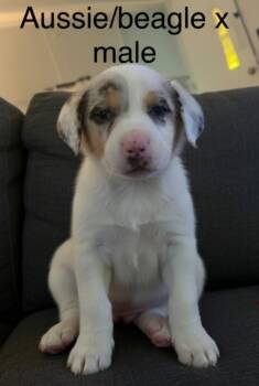 Manny -  Australian Shepherd Dog for Adoption in Dandridge, Tennessee - Manny | PetCurious