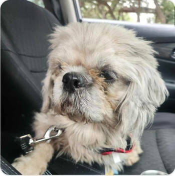 Rescue Shih Tzu and Pekingese Dogs for Adoption in New York, New York - Solang | PetCurious