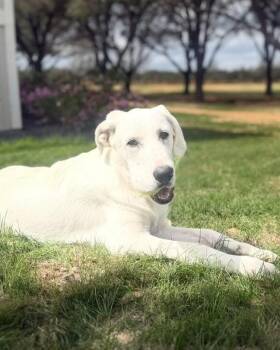 Mixed Breed Dogs Available for Adoption - Spirit Moose | PetCurious