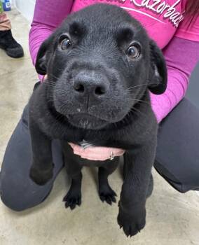Rescue Mixed Breed Dogs for Adoption in Lake City, Arkansas - River | PetCurious