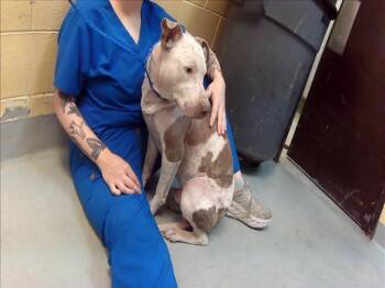 Pit Bull Terrier Dogs Available for Adoption in Tulsa, Oklahoma - ANGEL NOELLE | PetCurious
