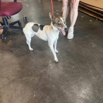 Astra -  Feist Dog for Adoption in New Tazewell, Tennessee - Astra | PetCurious