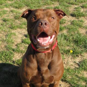 Cedar -  Pit Bull Terrier and Mixed Breed Dog for Adoption in Oakville, Washington - Cedar | PetCurious