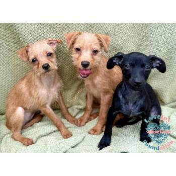 Rescue Chiweenie and Terrier Dogs for Adoption in Inglewood, California - Dakota 6 | PetCurious