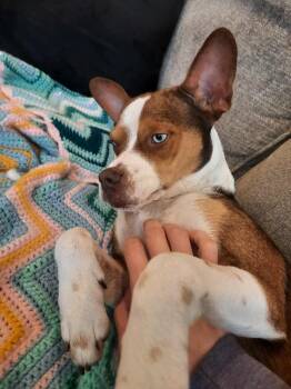 Rescue Mixed Breed and Basenji Dogs for Adoption in Rockville, Maryland - Marla | PetCurious