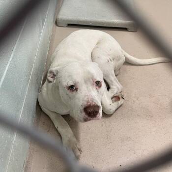 Lincoln Bark -  Mixed Breed Dog for Adoption in Newark, New Jersey - Lincoln Bark | PetCurious