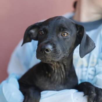 LAMAR -  Labrador Retriever Dog for Adoption in San Antonio, Texas - LAMAR | PetCurious
