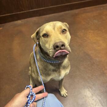 Rescue Yellow Labrador Retriever Dogs for Adoption in Holly Springs, Mississippi - Buddy | PetCurious