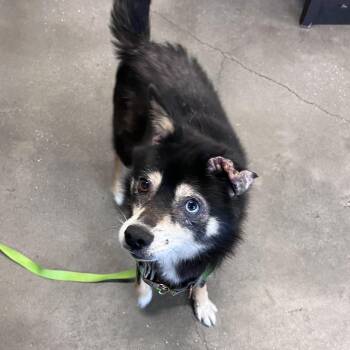 Blue #3 -  Pomeranian and Siberian Husky Dog for Adoption in Tampa, Florida - Blue #3 | PetCurious