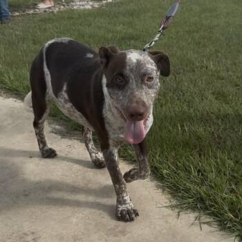 Cowboy -  Australian Cattle Dog Blue Heeler Dog for Adoption in Sealy, Texas - Cowboy | PetCurious