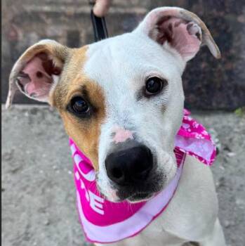 Terrier and Hound Dogs Available for Adoption - Lola | PetCurious