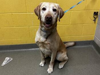MYLO -  Labrador Retriever Dog for Adoption in Colorado Springs, Colorado - MYLO | PetCurious