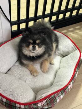 Pomeranian Dogs Available for Adoption in New York, New York - Smoky | PetCurious