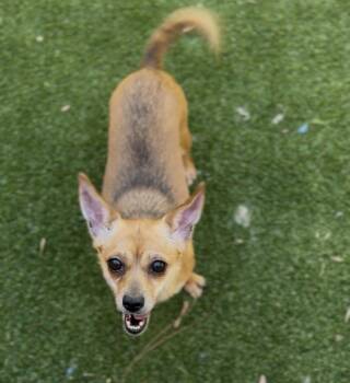 Chihuahua Dogs Available for Adoption in Ventura, California - Bonnie | PetCurious