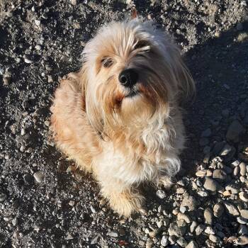 Brian -  Shih Tzu Dog for Adoption in Oroville, Washington - Brian | PetCurious
