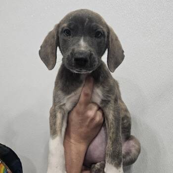 Tracy -  Hound and Labrador Retriever Dog for Adoption in Kalamazoo, Michigan - Tracy | PetCurious
