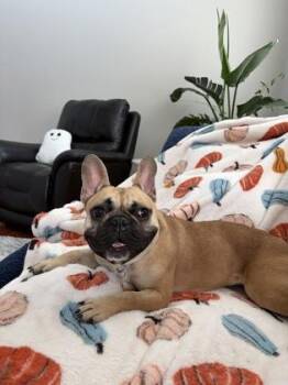 Stella -  French Bulldog Dog for Adoption in Downers Grove, Illinois - Stella | PetCurious