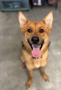 Rescue Shepherd Dogs for Adoption in Las Vegas, Nevada - Fanta | PetCurious