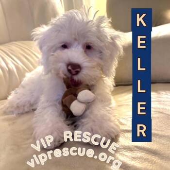 Cavapoo Dogs Available for Adoption - Keller / Redington Beach | PetCurious
