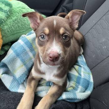 Pit Bull Terrier and Husky Dogs Available for Adoption in Bryan, Texas - Odessa | PetCurious