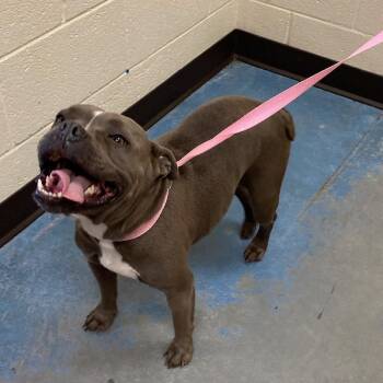 Mixed Breed Dogs Available for Adoption in Memphis, Tennessee - RIVER | PetCurious