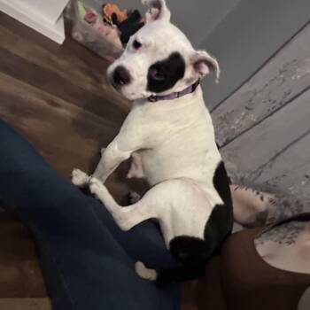 Mixed Breed Dogs Available for Adoption - Sadie | PetCurious