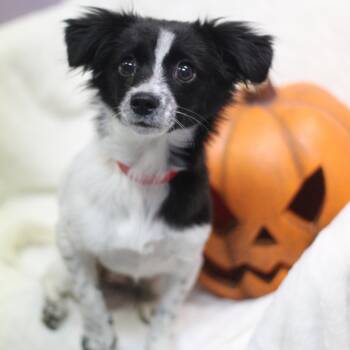 Eloise the Second in NH. Come Meet our Adoptable Dogs Wednesday- -  Papillon Dog for Adoption in Manchester, New Hampshire - Eloise The Second In NH. Come Meet Our Adoptable Dogs Wednesday- | PetCurious