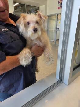 Nick -  Mixed Breed Dog Available for Adoption in Bossier City, Louisiana - Nick | PetCurious