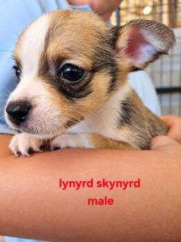 Lynyrd skynyrd -  Mixed Breed Dog for Adoption in Panama City, Florida - Lynyrd Skynyrd | PetCurious