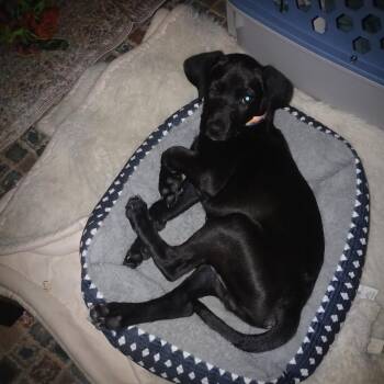 Neo -  Black Labrador Retriever Dog for Adoption in Murray, Kentucky - Neo | PetCurious