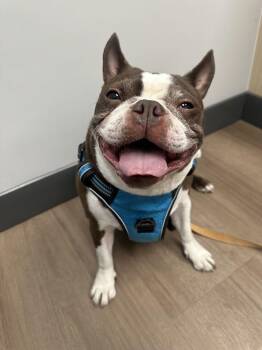 Rescue Boston Terrier Dogs for Adoption in Denver, Colorado - Kobe | PetCurious