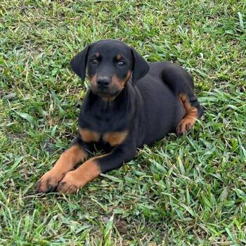Doberman Pinscher Dogs Available for Adoption in Montgomery, Texas - Terry | PetCurious