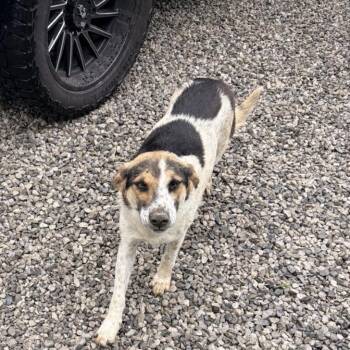 Australian Cattle Dog Blue Heeler and Mixed Breed Dogs Available for Adoption in Springboro, Ohio - Ruby | PetCurious