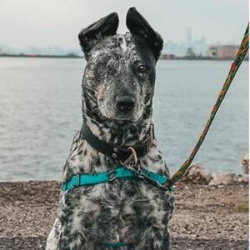 Australian Cattle Dog Blue Heeler Dogs Available for Adoption - VIXEN | PetCurious