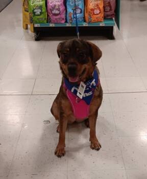 Rescue Labrador Retriever and German Shepherd Dog Dogs for Adoption in Gillsville, Georgia - Frances Bean (Miracle) | PetCurious