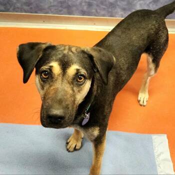 Hera -  Catahoula Leopard Dog and Labrador Retriever Dog for Adoption in Ridgway, Colorado - Hera | PetCurious