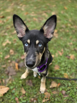 Rescue German Shepherd Dog and Siberian Husky Dogs for Adoption in North Haledon, New Jersey - Twix | PetCurious