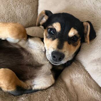 Terrier and Mixed Breed Dogs Available for Adoption in Las Vegas, Nevada - Dorofeyev | PetCurious