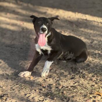 Rescue Border Collie and Hound Dogs for Adoption in Pottsboro, Texas - Hercules | PetCurious