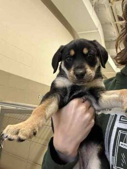 Rescue Mixed Breed Dogs for Adoption in Munster, Indiana - Dottie | PetCurious