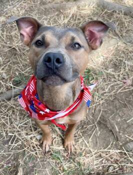 ASHA BEAN -  Pit Bull Terrier and Labrador Retriever Dog for Adoption in Tulsa, Oklahoma - ASHA BEAN | PetCurious