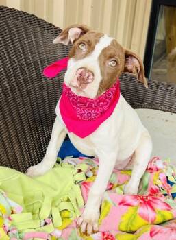 Mixed Breed Dogs Available for Adoption in Seneca, South Carolina - Edna $125 | PetCurious