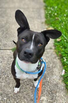 Lenox -  Mixed Breed Dog for Adoption in Cincinnati, Ohio - Lenox | PetCurious