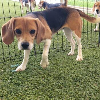 WILLOW 8123/8888 -  Beagle Dog for Adoption in Loxahatchee Groves, Florida - WILLOW 8123/8888 | PetCurious