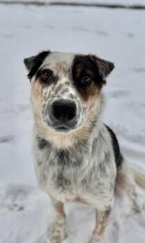 Australian Cattle Dog Blue Heeler and Cattle Dog Dogs Available for Adoption - Neiva | PetCurious