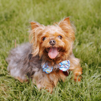 Rescue Yorkshire Terrier Dogs for Adoption in Northbrook, Illinois - Starlord | PetCurious