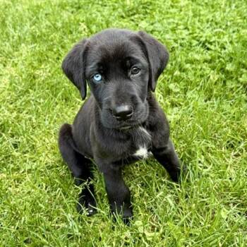 Mixed Breed and Golden Retriever Dogs Available for Adoption in Bellingham, Washington - Ghirardelli | PetCurious
