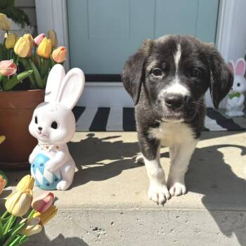 Mixed Breed Dogs Available for Adoption in West Olive, Michigan - Hashbrown | PetCurious