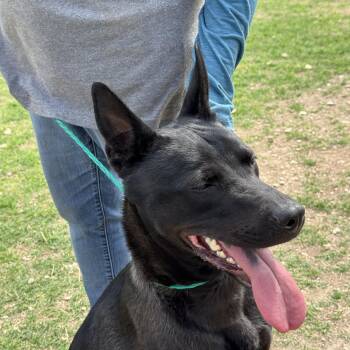 Dutch Shepherd Dogs Available for Adoption - #147.26 - "Shadow" | PetCurious