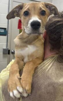 Jersey -  German Shepherd Dog and Mixed Breed Dog for Adoption in Fishers, Indiana - Jersey | PetCurious